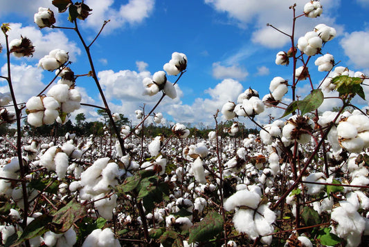 Why Organic Cotton is the Best Choice for Your Baby’s Sensitive Skin