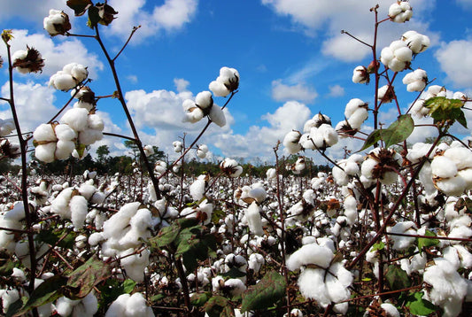 Organic cotton field representing sustainable farming practices, pesticide-free baby clothing starts with how the cotton is grown