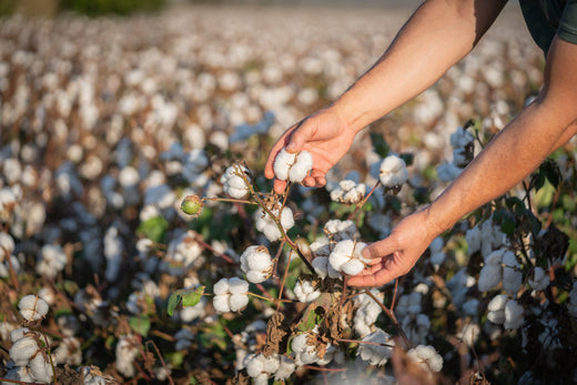 Organic cotton field showing sustainable farming practices used to grow chemical-free cotton for baby clothing